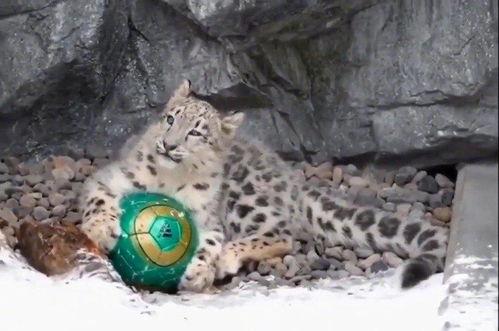 今日动物爆料最新消息图片,奇趣瞬间，捕捉动物界的瞬间精彩  第3张